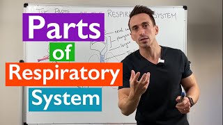 Parts of the Respiratory System  Overview [upl. by Ynnhoj]