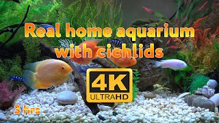 Real aquarium in 4K 🐠 Cichlids 🍀 3 hours [upl. by Fischer]