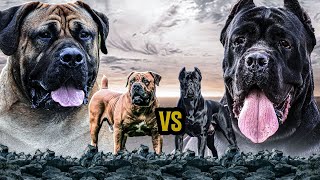 BOERBOEL VS CANE CORSO STRENGTH COMPARISON [upl. by Adile]