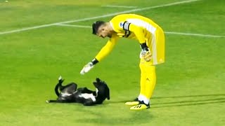 Momentos DIVERTIDOS Con ANIMALES En El Fútbol 🐕 [upl. by Nere980]