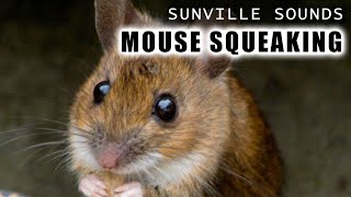 1 Hour of Mouse Squeaking  Animal Sounds with Peter Baeten [upl. by Ehtnax]