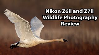 Nikon Z6ii and Z7ii Wildlife Photography Review [upl. by Ennalorac]