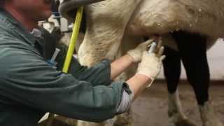 How to infuse antibiotics into dairy cows to treat infections [upl. by Wolfram]