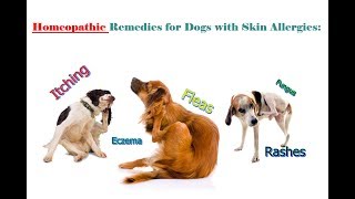 Homeopathic Remedies for Dogs Skin Allergies Itching Fleas amp Rashes [upl. by Eilahs572]