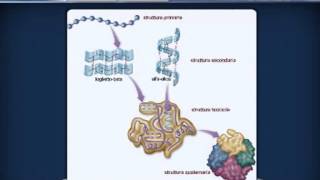 AMMINOACIDI E PROTEINE da Agorà Scienze Biomediche [upl. by Assela]