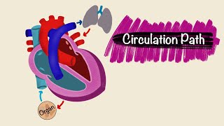 Circulation Pathway  Blood vessels  Cardiac Physiology [upl. by Mullane]