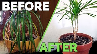 Houseplant Care Bring Your Houseplant Back to Life [upl. by Gnos]