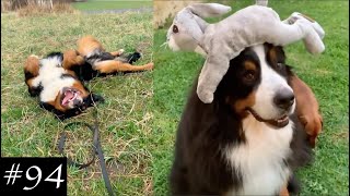 Bernese Mountain Dog Funny Compilation  Cute Moments [upl. by Haden50]