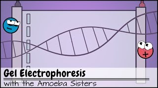 Gel Electrophoresis [upl. by Ardnat335]