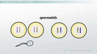 Spermatogenesis [upl. by Alessandra]