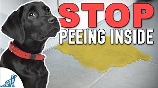 The Complete Guide to Potty Training Your Puppy [upl. by Cronin]