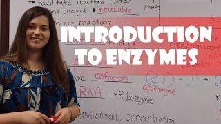 Introduction to Enzymes [upl. by Camile]