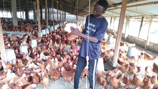 Les poules pondeuses en pleine croissance La race de poules la plus utilisée en Afrique [upl. by Camala]