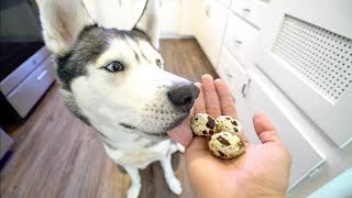 My Husky Eats 3 Quail Eggs [upl. by Sanborn]