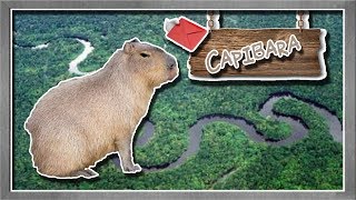 carpincho o capibara El roedor más grande del mundo  documental de animales salvajes [upl. by Glaudia]