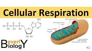 Mitochondria Overview Structure and Function [upl. by Hodgson]