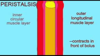 DIGESTIVE SYSTEM PERISTALSIS [upl. by Asylla]