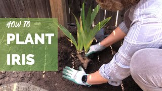 How to Plant Iris Correctly for Long Term Success [upl. by Loram732]