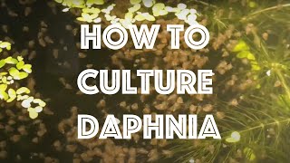 How To Culture Daphnia Magna [upl. by Dorthy592]