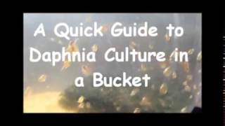 How to culture daphnia outside [upl. by Mloc512]