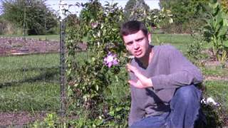 Clematis Care Tips StepByStep Gardening [upl. by Field]