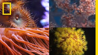 Coral Reefs 101  National Geographic [upl. by Ponton627]