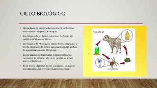 Tema 4 Familia Anoplocephalidae [upl. by Nidya]