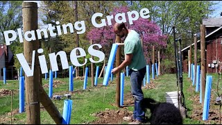 How to Plant Wine Grapes [upl. by Fernand188]