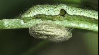 Braconidae Microplitis retentus parasitizes the Orange Tip [upl. by Aenea]