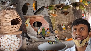 Gouldian Finch Successful Breeding Method Tips  Attractive Beautiful Colorful Small Birds farm [upl. by Disario]