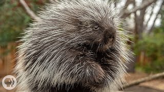 Porcupines Give You 30000 Reasons to Back Off  Deep Look [upl. by Adneral]