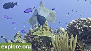 Cayman Reef Cam powered by EXPLOREorg [upl. by Enyt]