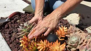 Succulent Planting Tips [upl. by Nauh]