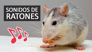 SONIDOS DE RATONES Efectos de Sonido HD [upl. by Nata]