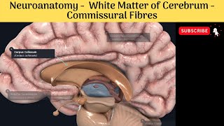 White Matter of Cerebrum  Commissural Fibres  Corpus Callosum  Commissures [upl. by Andri]