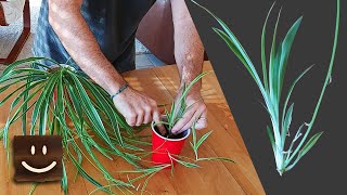 Spider Plant Propagation  Simple and Straightforward [upl. by Ttehr]