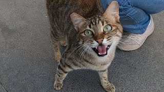 Excited cat meowing very loudly [upl. by Noby817]