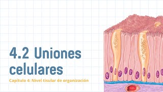 Uniones celulares [upl. by Harli]