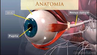 Anatomia do Olho [upl. by Gladwin]