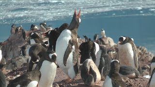 Gentoo Penguins Neko Harbour [upl. by Machute]