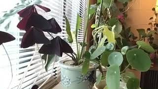 House Plant movement Time Lapse [upl. by Rizzi294]