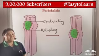 Peristalsis Movement  Class 6  CBSE  NCERT  ICSE [upl. by Arvin]