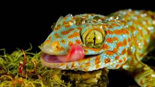 picture gecko screaming vine  tokay calling  animal sound [upl. by Niwdog]