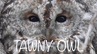 Tawny Owl Call Three different calls [upl. by Aulea]