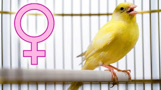 FEMALE canary SINGING [upl. by Annoya]