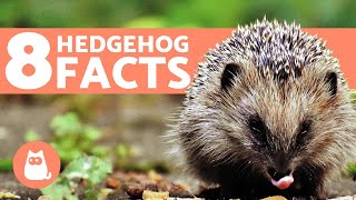 8 FACTS About Hedgehogs You Should Know [upl. by Sherrie862]