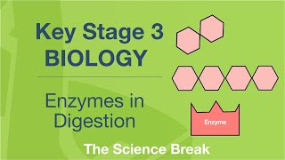 Key Stage 3 Science Biology  Enzymes in Digestion [upl. by Alton]