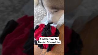 Snuffle Toys for Canine Enrichment [upl. by Ansaev]