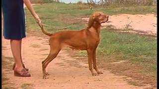 Vizsla  AKC Dog Breed Series [upl. by Eustis]