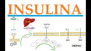 INSULINA [upl. by Jerad]